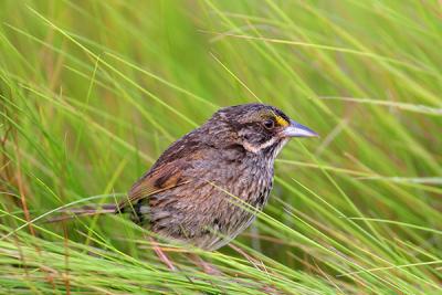 Seaside Sparrow