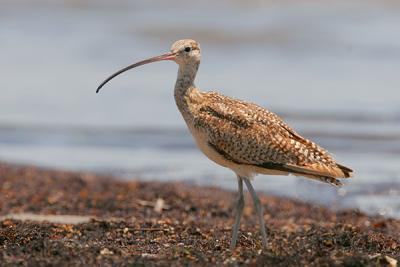 Long-billed Curlew