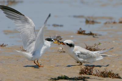 Least Tern