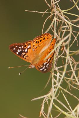 Hackberry Emperor