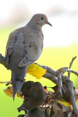 Mourning Dove