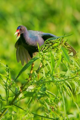 Purple Gallinule