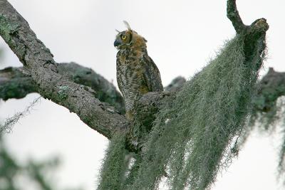 Great Horned Owl