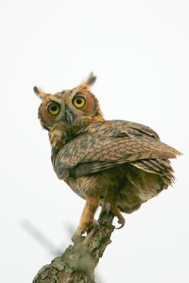 Great Horned Owl