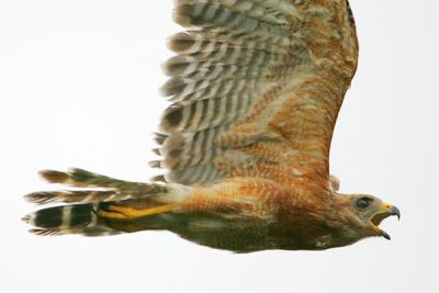 Red-shouldered Hawk