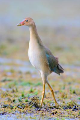 Purple Gallinule