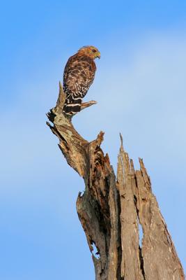 Red-shouldered Hawk