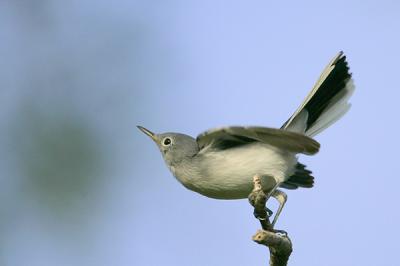 Blue-gray Gnatcatcher