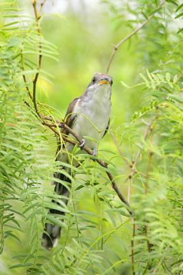 Yellow-billed Cuckoo