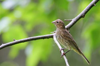 House Finch