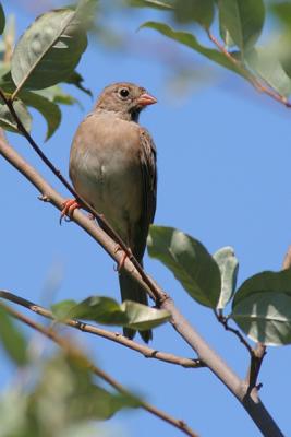 Field Sparrow