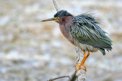 Green Heron