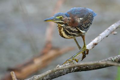 Green Heron