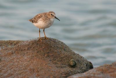 Least Sandpiper