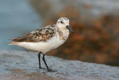 Sanderling