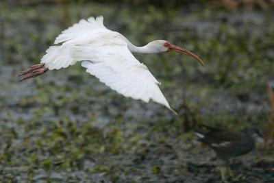 White Ibis