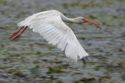 White Ibis