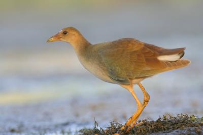 Purple Gallinule