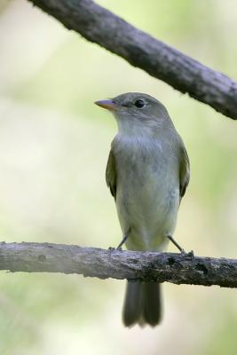 Least Flycatcher