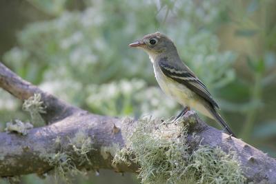 Least Flycatcher