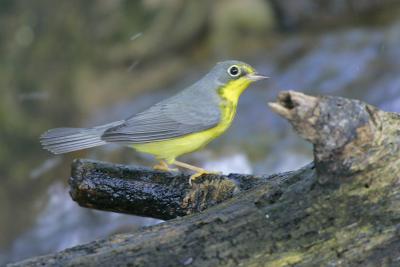 Canada Warbler