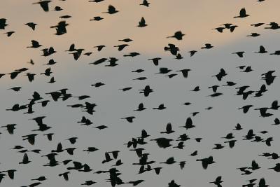Red-winged Blackbird