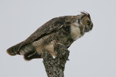 Great Horned Owl