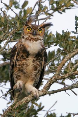 Great-horned owl