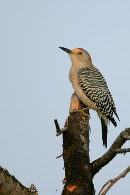 Golden-fronted Woodpecker