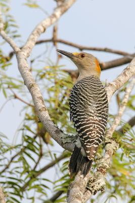 Golden-fronted Woodpecker