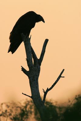 Turkey Vulture