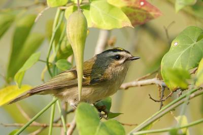 Golden-crowned Kinglet