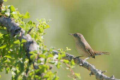 House Wren