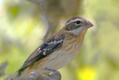 Rose-breasted Grosbeak