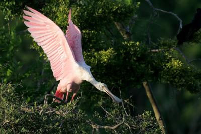 Roseate Spoonbill