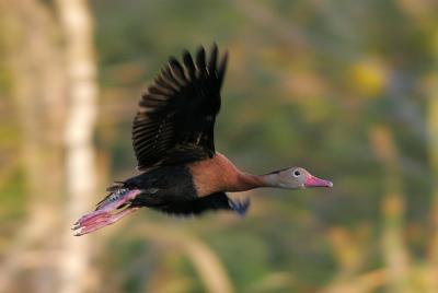 Black-bellied Whistling-Duck