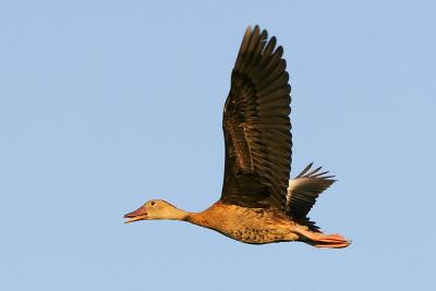 Black-bellied Whistling-Duck