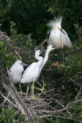 Snowy egret