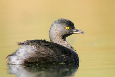 Least Grebe