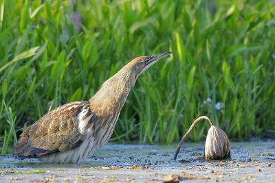 American Bittern