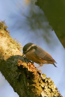 Red-breasted Nuthatch