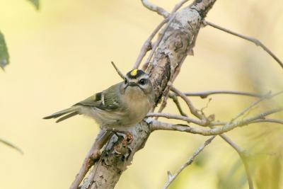 Golden-crowned Kinglet