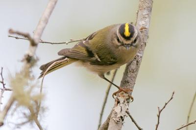 Golden-crowned Kinglet