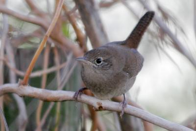 House Wren