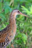 King Rail