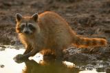 Raccoon