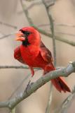 Northern Cardinal