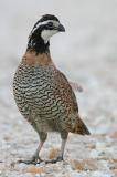 Northern bobwhite