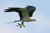 Swallow-tailed Kite