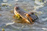 American Alligator